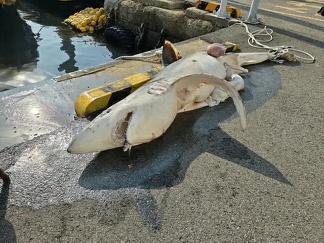 韓国・釜山沖でサメの死骸発見　海洋警察が引き上げ