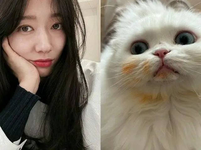 パク・シネ、結婚前にため息をつくにゃんこのママ…“ツナ泥棒！そのツナじゃないじゃない”
