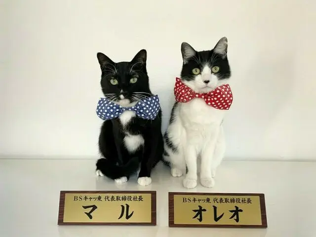 ２月２２日、今年も「ＢＳキャッ東」開催！マルオレ再び猫社長に！