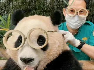 中国人が中国に戻って来ないように言っているパンダ