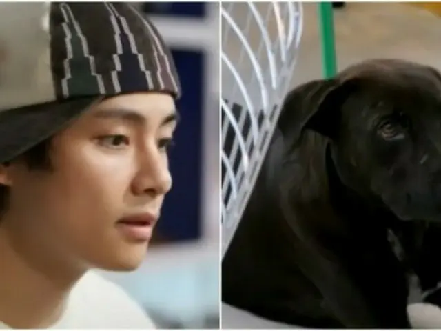 「BTS（防弾少年団）」V、「ソジンの家」マスコット犬“ペロ”の治療費・養子縁組の美談…本当の主人公はスタッフだった