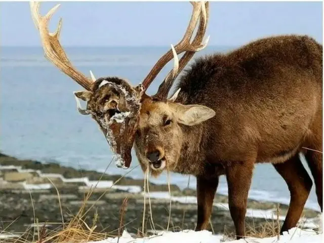 自分が殺した相手を永遠に見続けなければならない動物