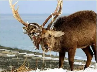 自分が殺した相手を永遠に見続けなければならない動物