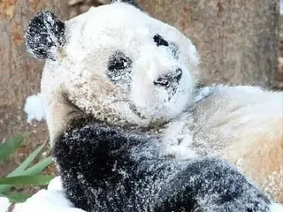 雪の日のプーバオ