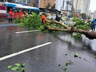 韓国全国で台風被害が続出…街路樹が根こそぎ倒れる…