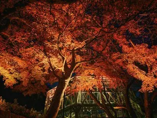 魅惑の光景「布引の紅葉＆ライトアップ」神戸布引ハーブ園／ロープウェイで開催