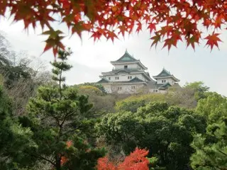 写真映え間違いなし秋の魅力が満載！紅葉と抹茶を楽しむ西之丸庭園と和歌山城の夜間照明イベント