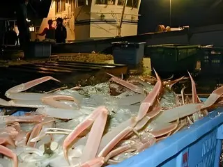 11月26日初売り 冬の味覚の王「隠岐松葉ガニ」、今年も解禁！