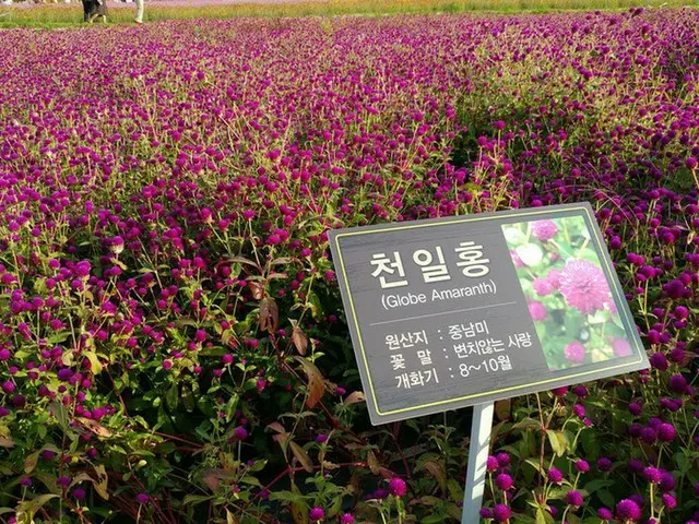 【韓国観光】ソウルを飛び出し『楊州センニチコウ祭り』に行ってきました。