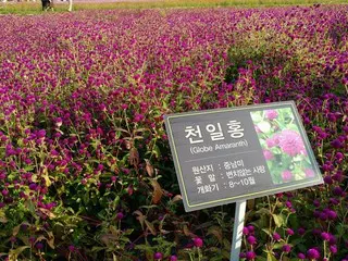【韓国観光】ソウルを飛び出し『楊州センニチコウ祭り』に行ってきました。