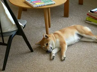 「cucan」から家庭用タイルカーペット2種が登場！遮音性能と軽量化に成功